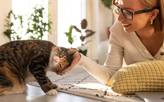 10 Common Cat Care Myths Every Cat Owner Should Stop Believing - OKIEEPET