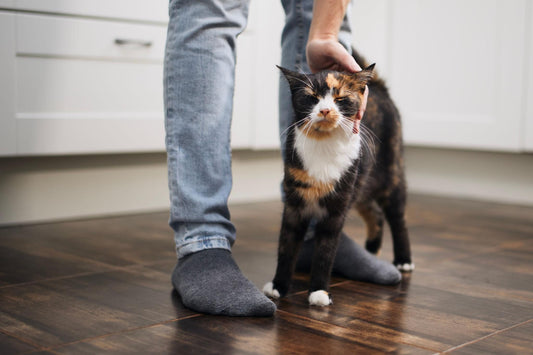 10 Signs Your Cat Is Happy: A Complete Guide for Cat Owners - OKIEEPET