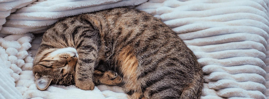 Do Cats Dream? What Happens While Your Cat Sleeps? - OKIEEPET