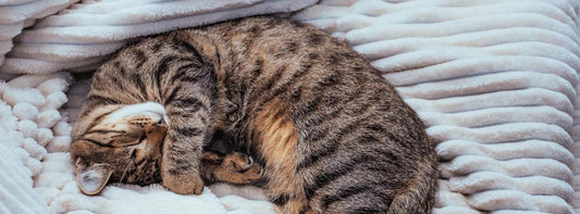 Do Cats Dream? What Happens While Your Cat Sleeps? - OKIEEPET