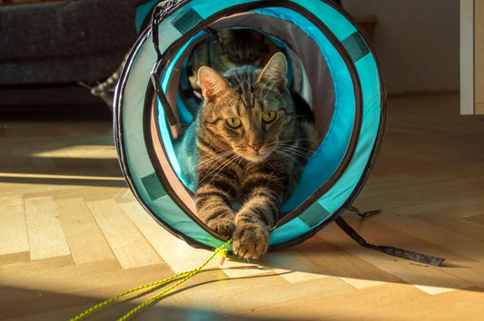 Environmental Enrichment for Cats: 8 Easy Ways to Keep Your Indoor Cat Happy - OKIEEPET