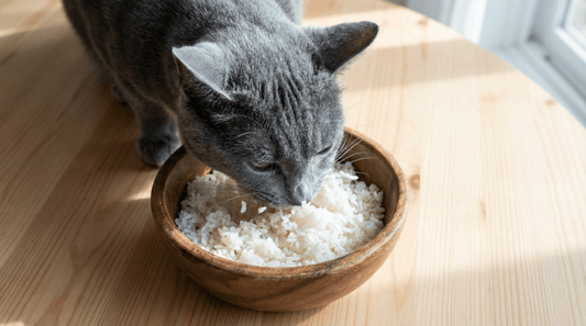 The Surprising Perks of Feeding Rice to Cats
